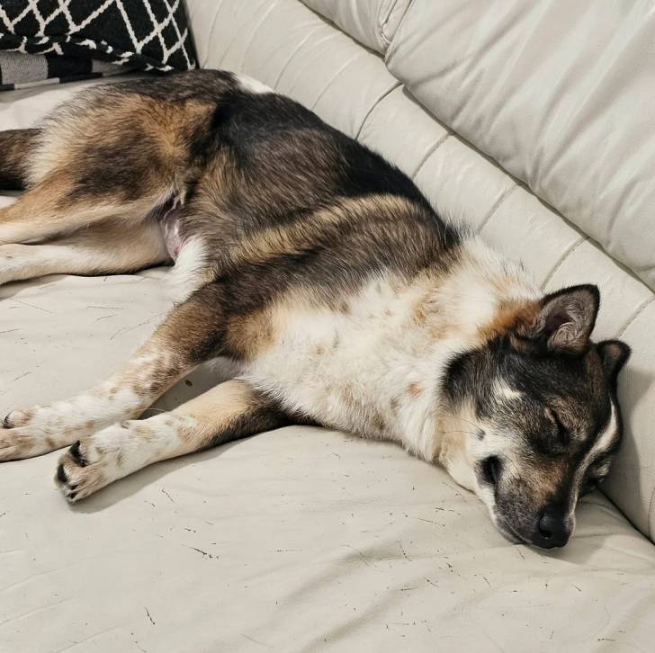 Un Chien d'Élan Norvégien Gris allongé sur un canapé et semblant dormir