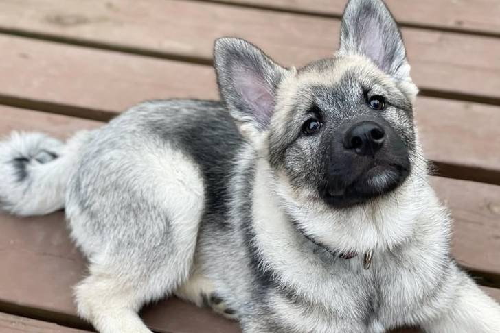 Un Chien d'Élan Norvégien Gris allongé sur un plancher et portant un collier autour du cou