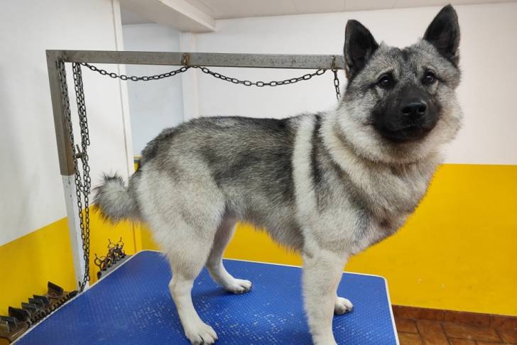 Un Chien d'Élan Norvégien Gris sur une table 