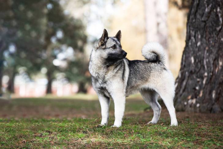 Un Chien d'Élan Norvégien Gris sur une surface gazonnée 