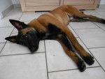 Vicky - Berger Belge Malinois
