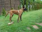vicky - Berger Belge Malinois