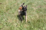 hasko - Berger Belge Malinois Mâle (9 mois)