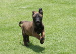 En el Campo - Berger Belge Malinois (2 mois)