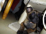 lexi - Berger Belge Malinois (2 mois)