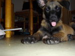lexi - Berger Belge Malinois (2 mois)