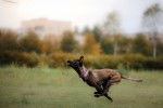 Un Malinois qui traverse un terrain en courant