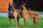 Deux Malinois en promenade ensemble