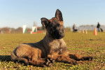 Un chiot Malinois allongé sur un terrain d'agility