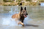 Un Malinois en train de sortir de l'eau