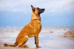 Un Berger Belge Malinois assis sur le sable à la plage