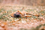 Un jeune Malinois qui se roule dans des feuilles