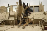 Un Malinois au service de l'armée
