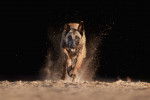 Un Malinois qui court vers l'objectif