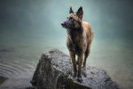 Un Malinois sur un rocher au bord de l'eau