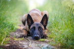 Photo Berger Belge Malinois