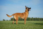 Photo Berger Belge Malinois