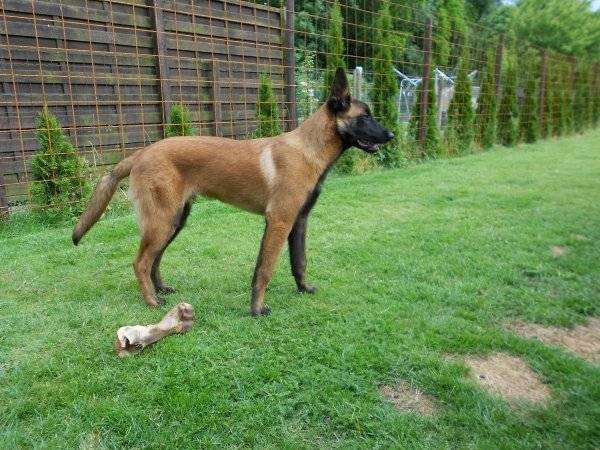 vicky - Berger Belge Malinois