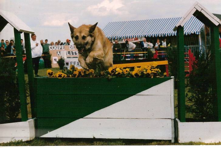prince - Berger Belge Malinois Mâle