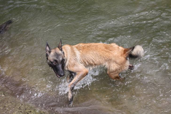 hasko 9mois - Berger Belge Malinois Mâle (9 mois)