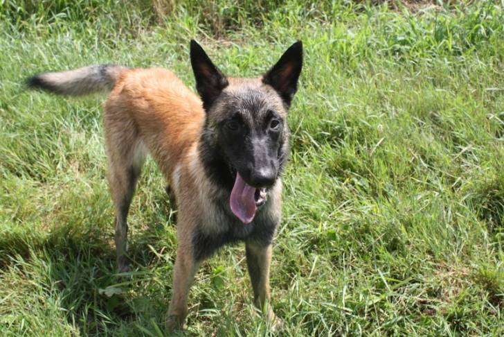 hasko - Berger Belge Malinois Mâle (9 mois)