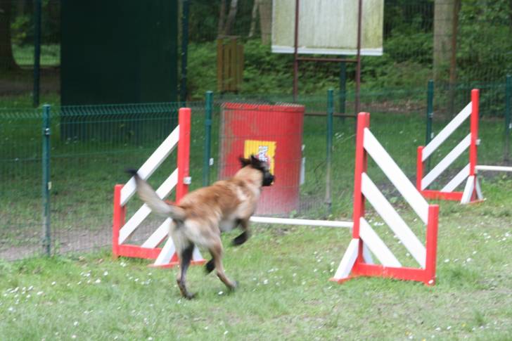 hasko - Berger Belge Malinois Mâle (9 mois)