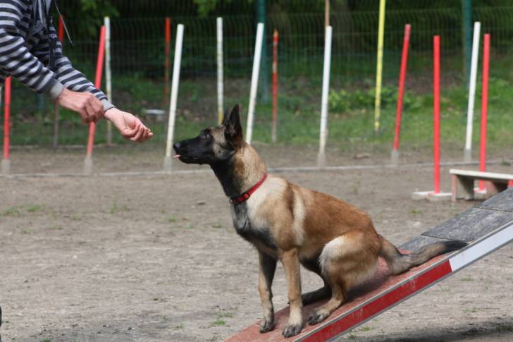 hasko - Berger Belge Malinois Mâle (9 mois)