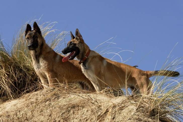 Roxy & Sheila - Berger Belge Malinois (2 ans)