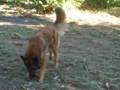Bleiz - Berger Belge Malinois (4 ans)