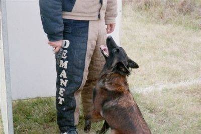Murene Décéder - Berger Belge Malinois (Autre)