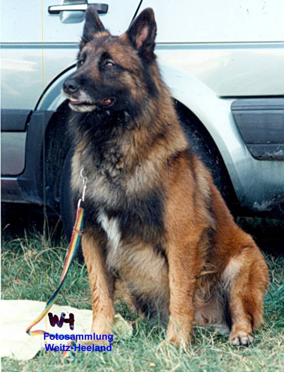 Jocker Décéder - Berger Belge Malinois Mâle (Autre)