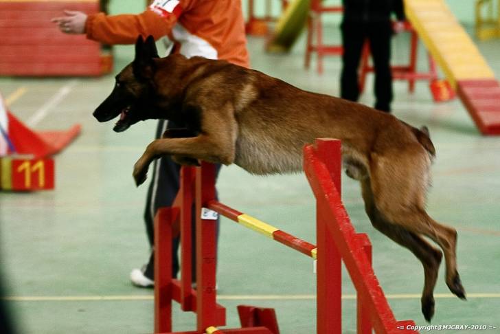 Ulano - Berger Belge Malinois Mâle (6 ans)