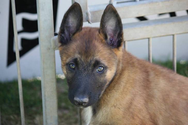 Layon - Berger Belge Malinois Mâle (2 mois)
