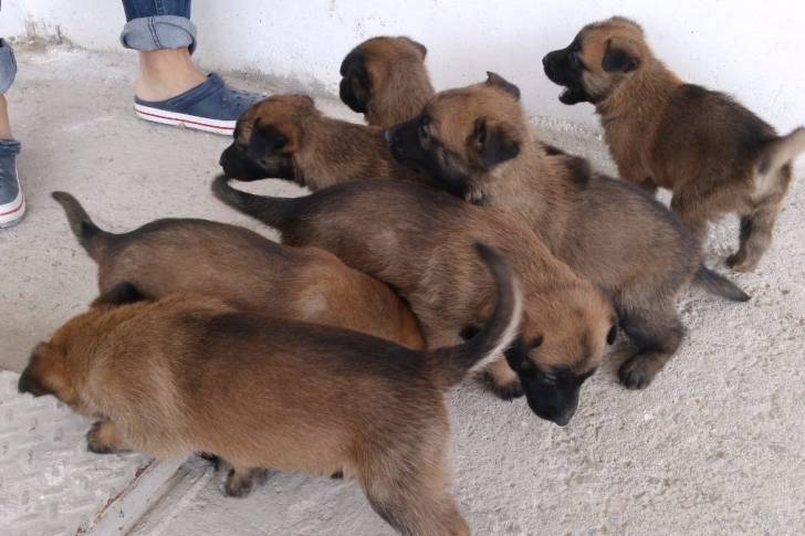 Hijos de Lion y Frida - Berger Belge Malinois