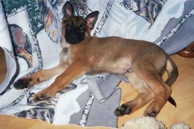 Bruno - Berger Belge Malinois Mâle (5 mois)