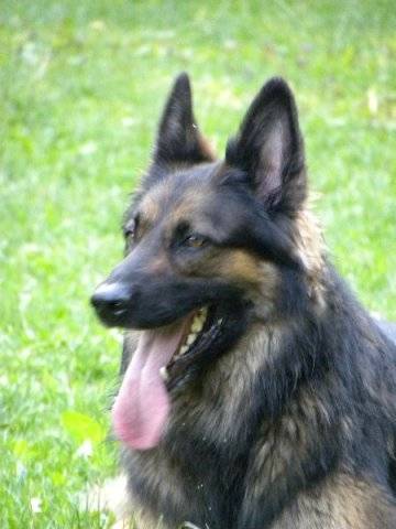 jb - Berger Belge Malinois Mâle (9 ans)