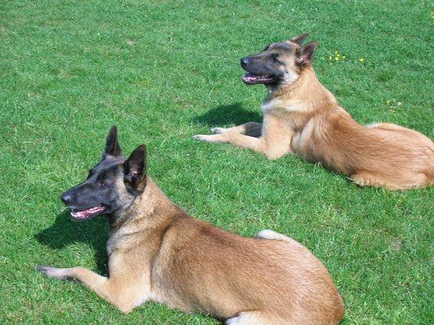 ??Pas A Moi?? - Berger Belge Malinois