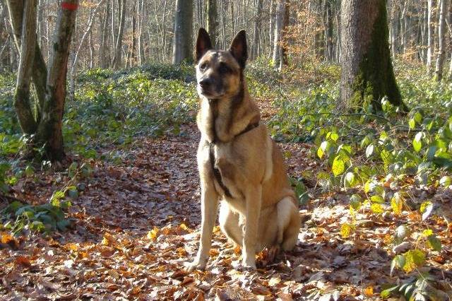 berger belge malinois - ROUXY - Berger Belge Malinois