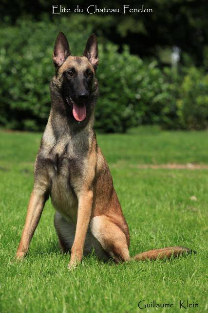 Berger Belge Malinois - Elite du Château Fénelon - Berger Belge Malinois