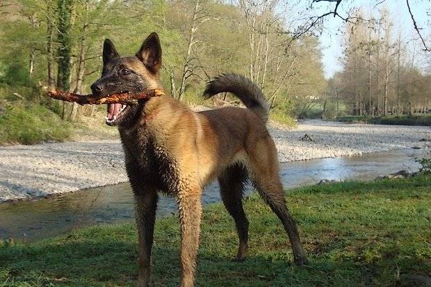 Engie, femelle Berger malinois - Berger Belge Malinois