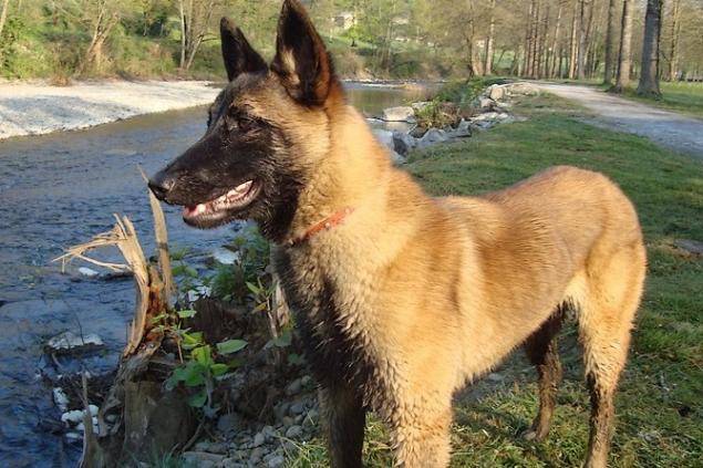 Engie, femelle malinois de 1 an - Berger Belge Malinois