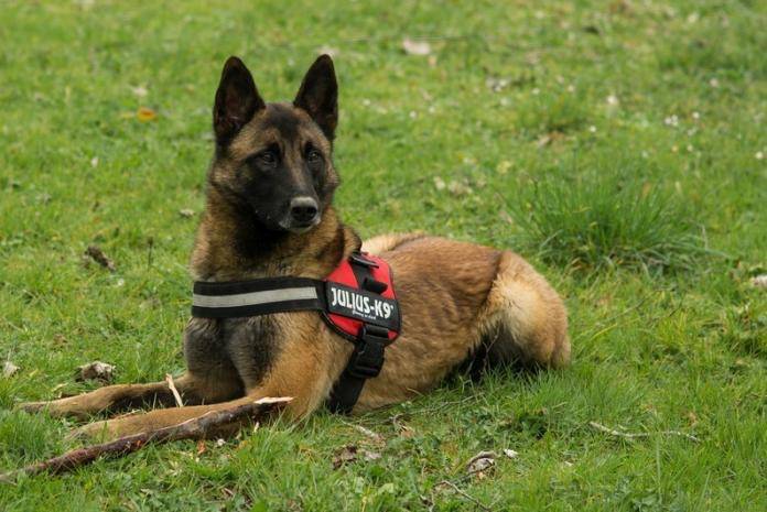 Engie à 3 ans - Berger Belge Malinois (3 ans)