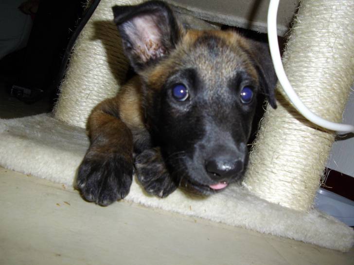 lexi - Berger Belge Malinois (2 mois)