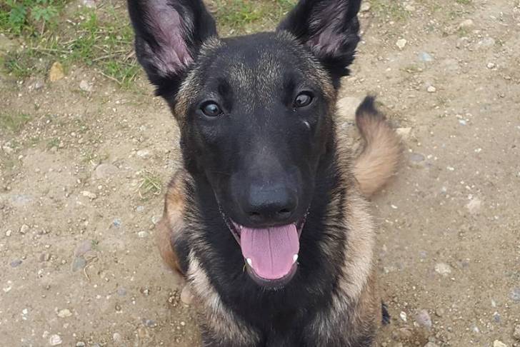 lexi - Berger Belge Malinois (6 mois)