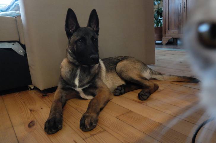 Louna - Berger Belge Malinois (2 mois)