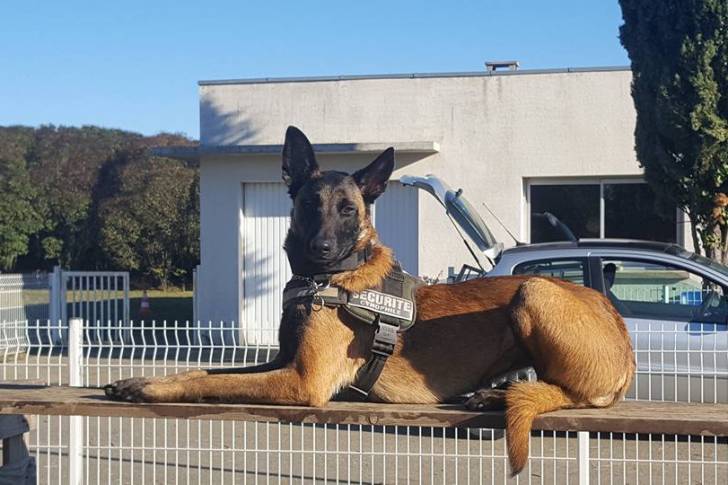 lexi - Berger Belge Malinois (1 an)