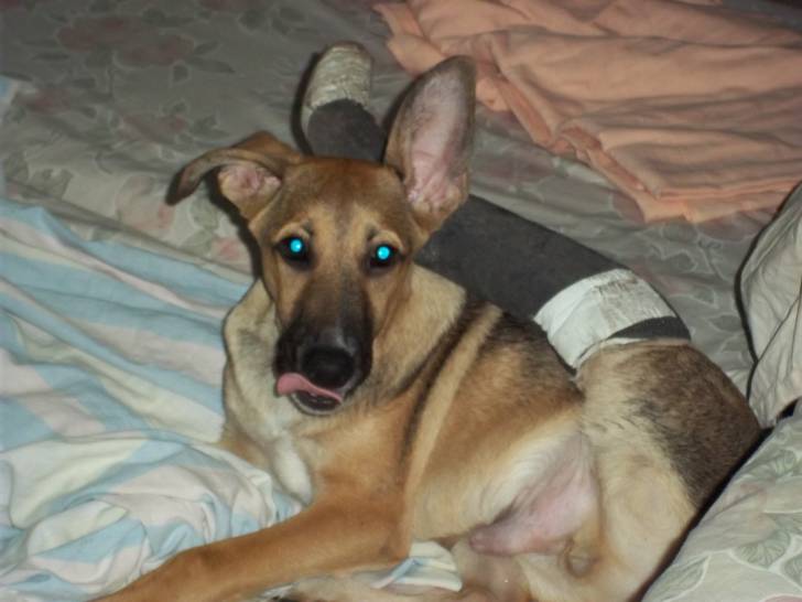 zeus - Berger Belge Malinois Mâle (4 mois)