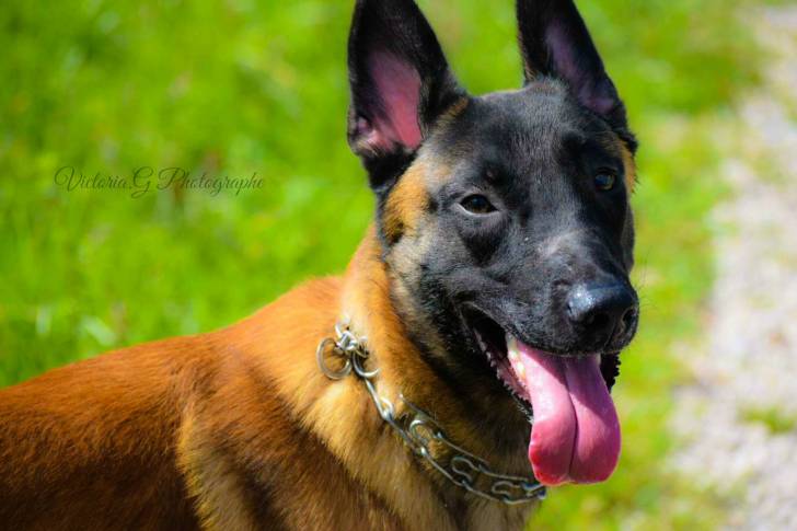 Masko - Berger Belge Malinois Mâle (1 an)