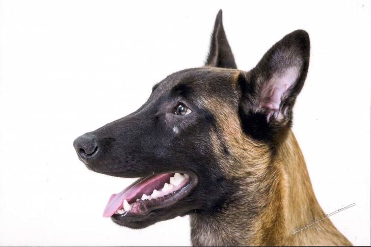 masko - Berger Belge Malinois Mâle (7 mois)