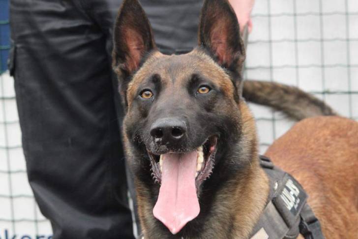 Magnum - Berger Belge Malinois Mâle (3 ans)